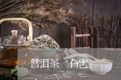 普洱茶 有害/2023042847203